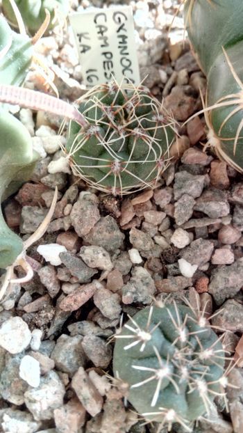 G. campestre KA16/24 - Gymnocalycium