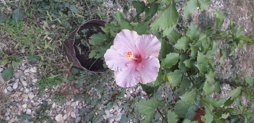  - Hibiscus