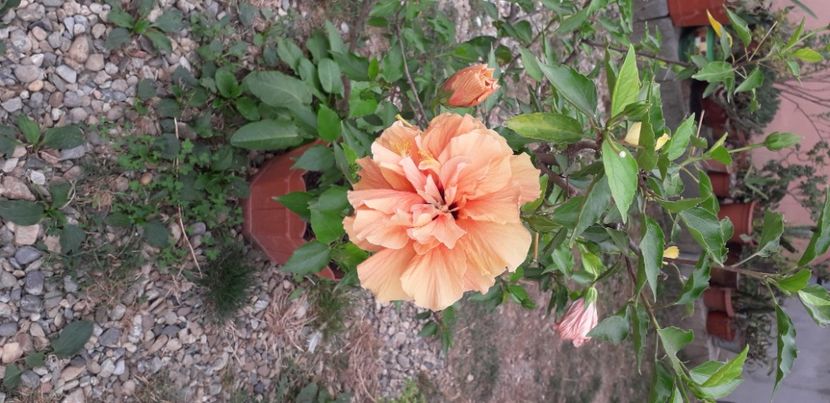  - Hibiscus