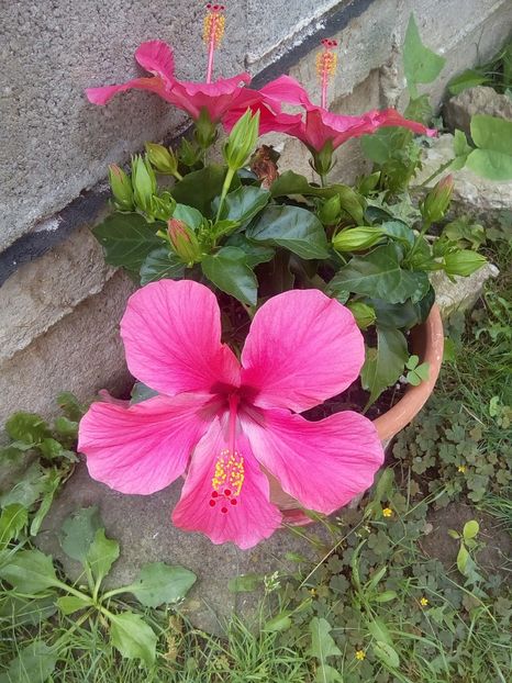  - Hibiscus
