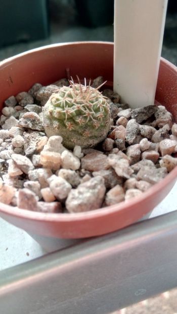 S. coregidorae VM974 - Strombocactus