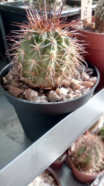 C. taltalensis (sin.desertorum var.rupestris) - -taltalensis