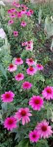  - 0- PHLOX - ECHINACEA- RUDBECKIA- si alte perene