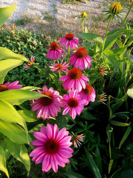 Echi - 0- PHLOX - ECHINACEA- RUDBECKIA- si alte perene
