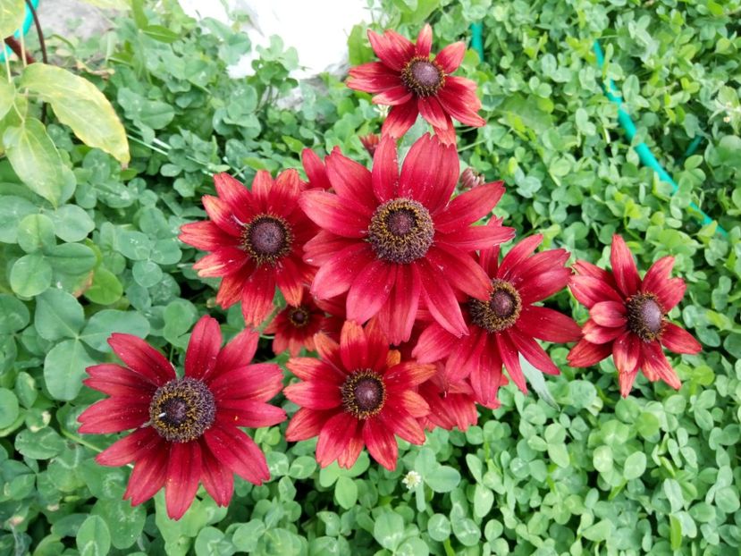 Rudbeckia Cherry - 0- PHLOX - ECHINACEA- RUDBECKIA- si alte perene