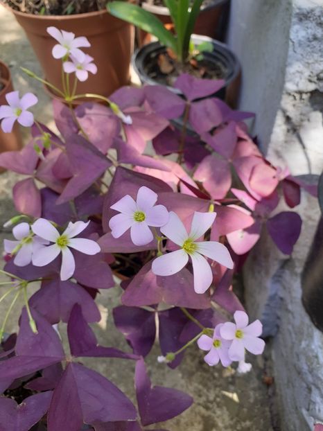  - Oxalis