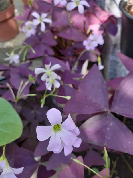 - Oxalis