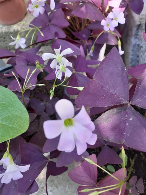 - Oxalis