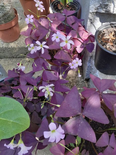  - Oxalis
