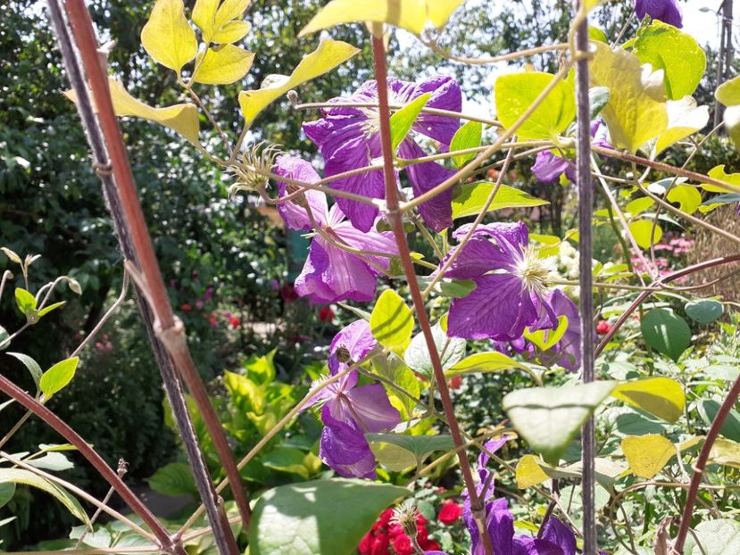  - Clematite 2015-prezent