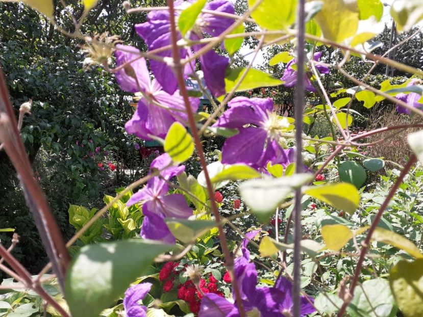  - Clematite 2015-prezent