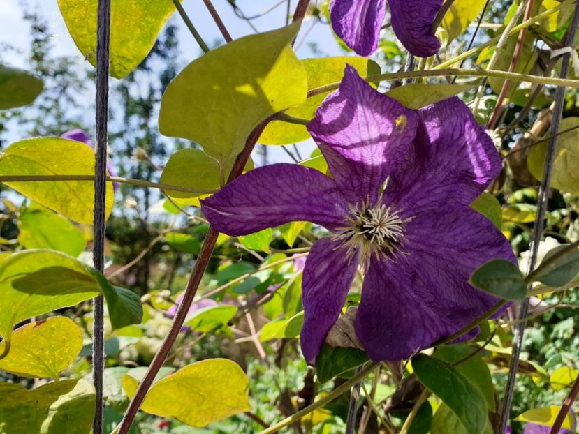  - Clematite 2015-prezent