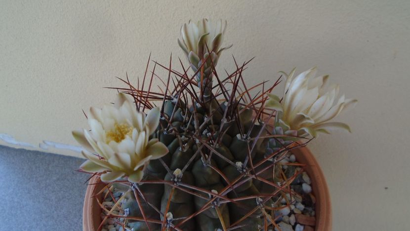 Gymnocalycium schickendantzii - Cactusi 2020 Gymnocalycium