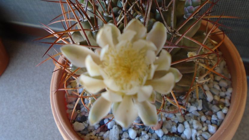 Gymnocalycium schickendantzii - Cactusi 2020 Gymnocalycium