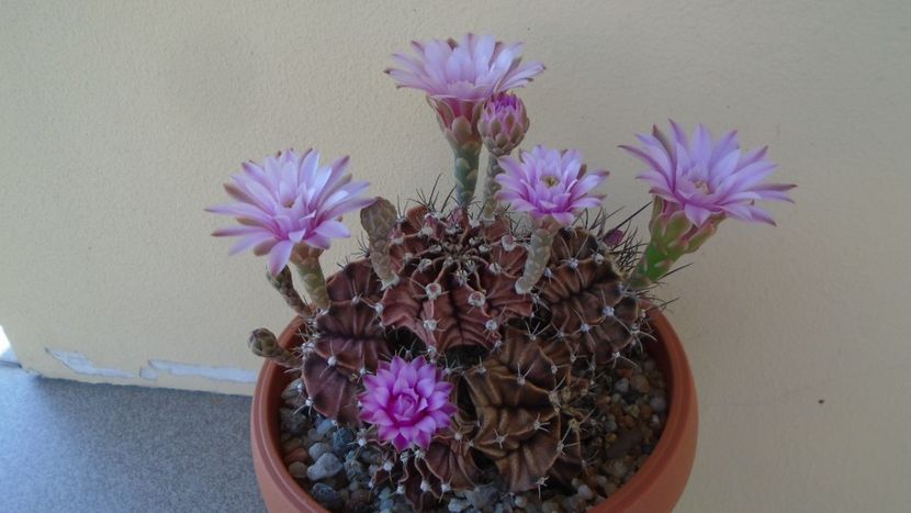 Gymnocalycium friedrichii, colonie - Cactusi 2020 Gymnocalycium