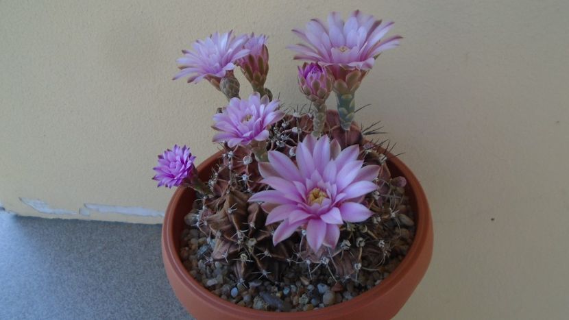 Gymnocalycium friedrichii, colonie - Cactusi 2020 Gymnocalycium