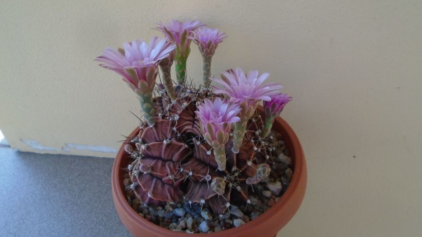 Gymnocalycium friedrichii, colonie - Cactusi 2020 Gymnocalycium