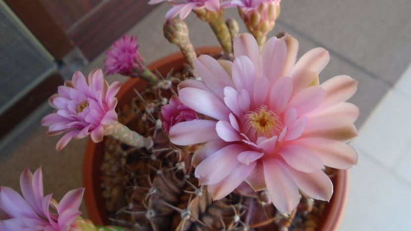 Gymnocalycium friedrichii, colonie - Cactusi 2020 Gymnocalycium