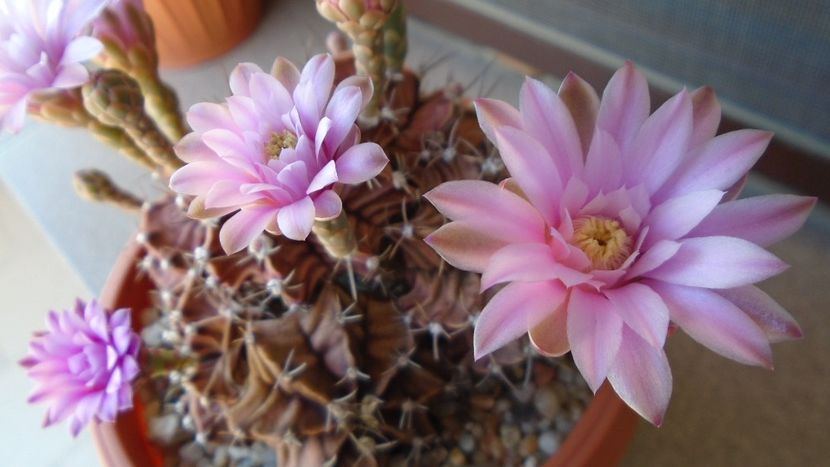 Gymnocalycium friedrichii, colonie - Cactusi 2020 Gymnocalycium