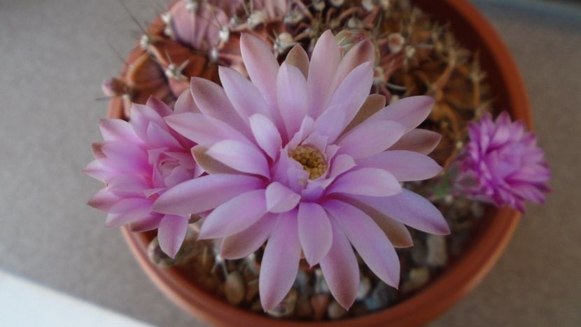 Gymnocalycium friedrichii, colonie - Cactusi 2020 Gymnocalycium