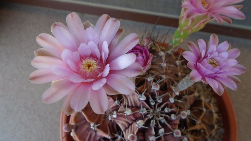Gymnocalycium friedrichii, colonie - Cactusi 2020 Gymnocalycium