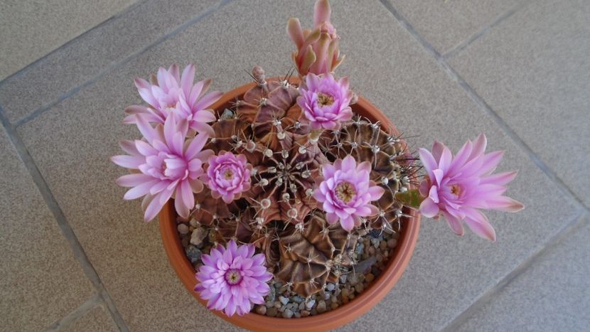 Gymnocalycium friedrichii, colonie - Cactusi 2020 Gymnocalycium