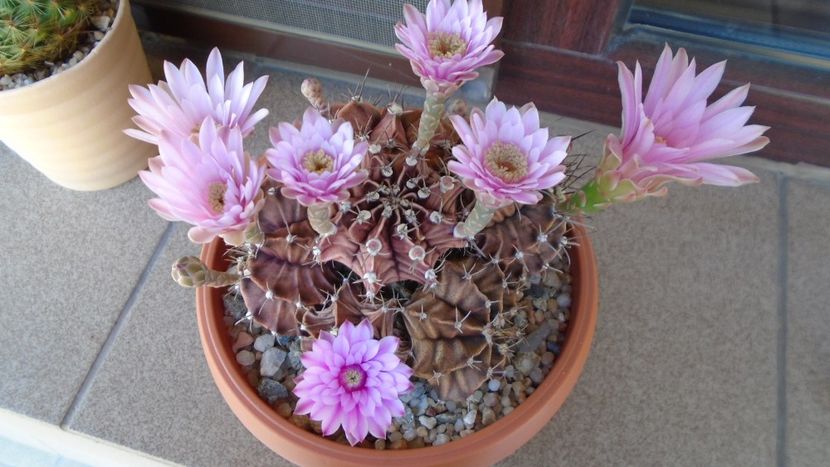 Gymnocalycium friedrichii, colonie - Cactusi 2020 Gymnocalycium