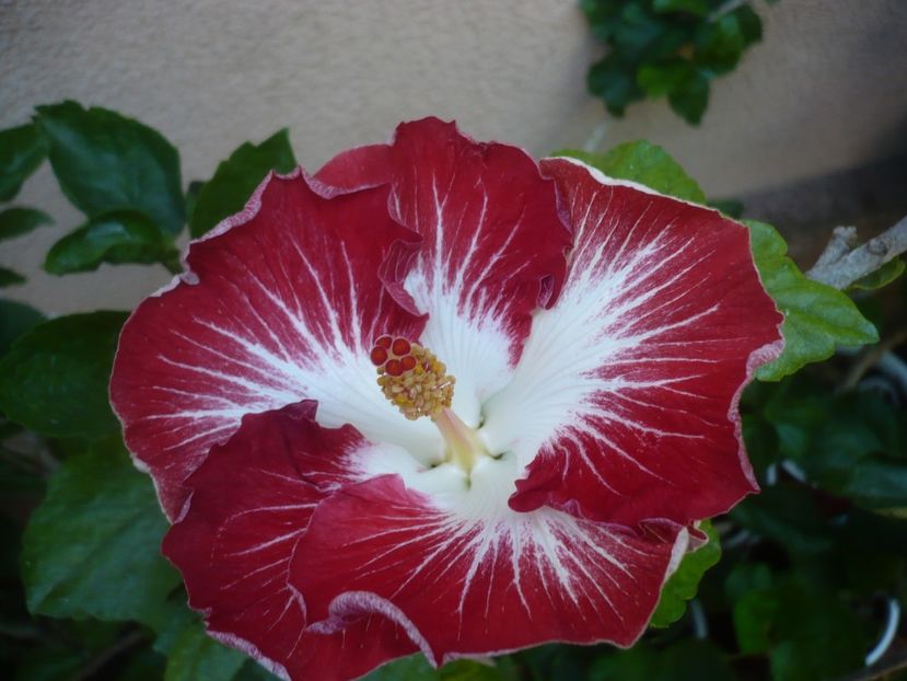 P1450011 - HIBISCUSI 2020-2