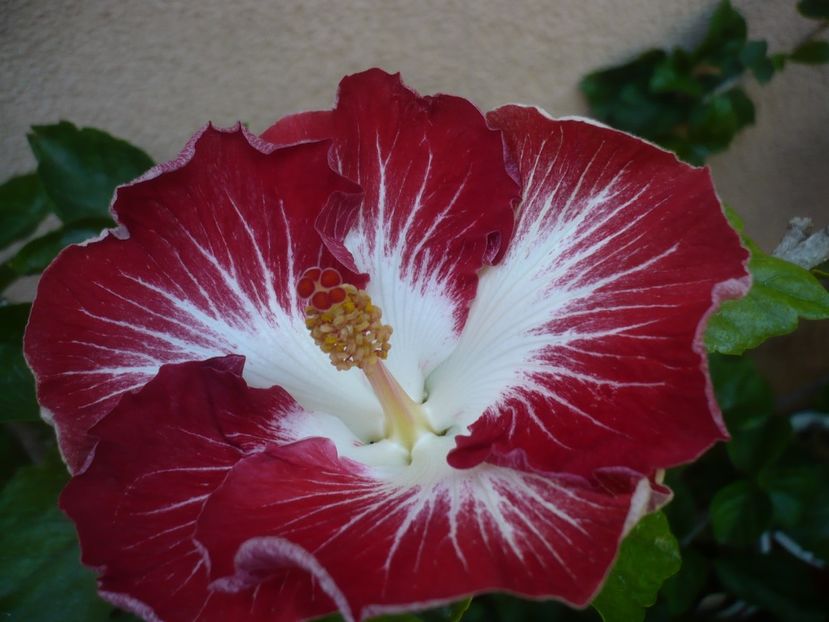 P1450012 - HIBISCUSI 2020-2