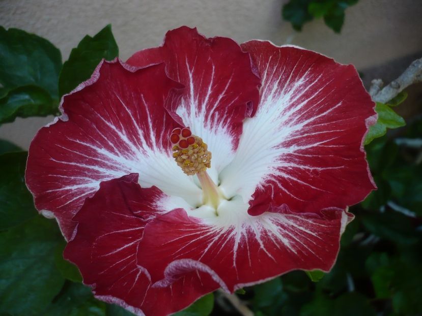 P1450014 - HIBISCUSI 2020-2