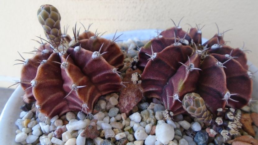 Gymnocalycium friedrichii, lastari cu boboci - Cactusi 2020 Gymnocalycium