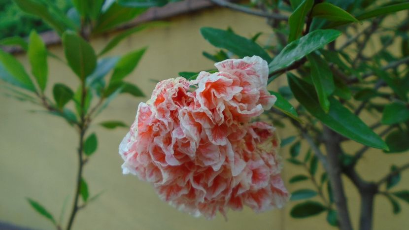 Punica granatum cv. Lagrelliae - r Vara 2020-2021-2022-2023