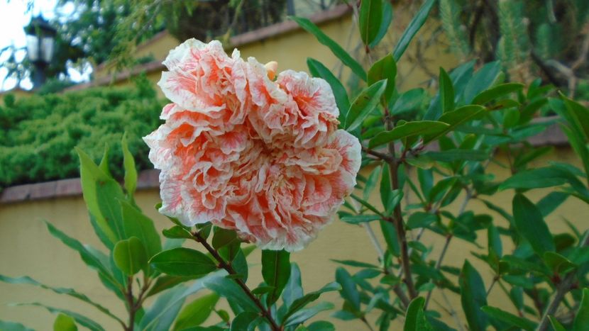 Punica granatum cv. Lagrelliae - r Vara 2020-2021-2022-2023