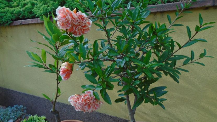 Punica granatum cv. Lagrelliae - r Vara 2020-2021-2022-2023