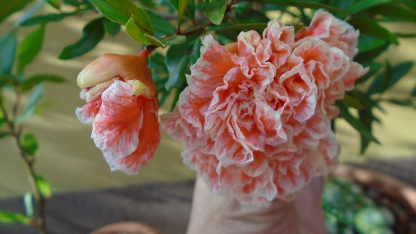 Punica granatum cv. Lagrelliae - r Vara 2020-2021-2022-2023