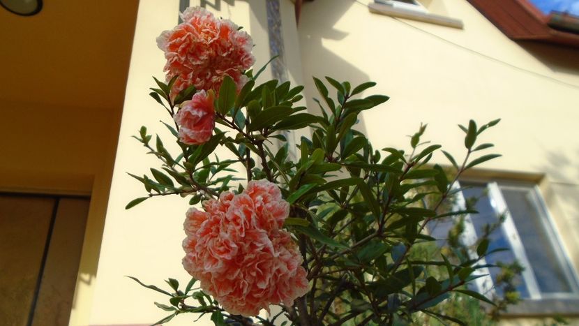 Punica granatum cv. Lagrelliae - r Vara 2020-2021-2022-2023