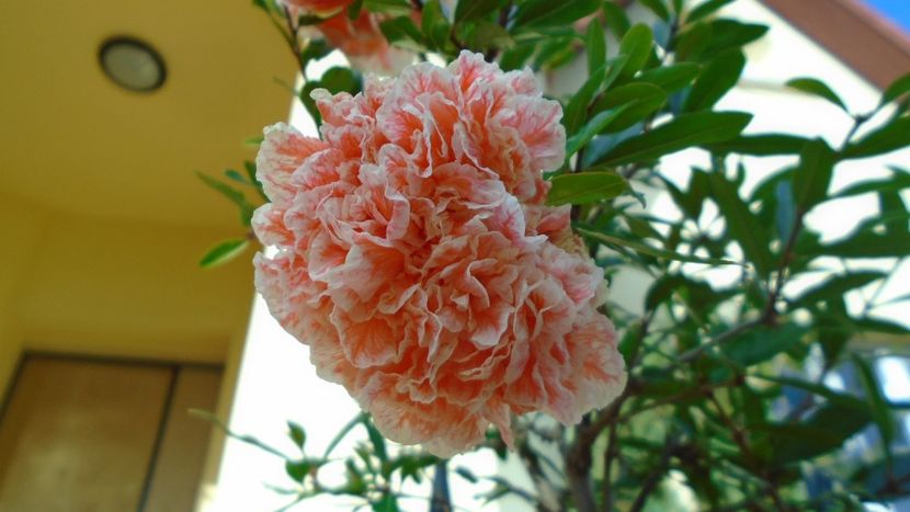 Punica granatum cv. Lagrelliae - r Vara 2020-2021-2022-2023