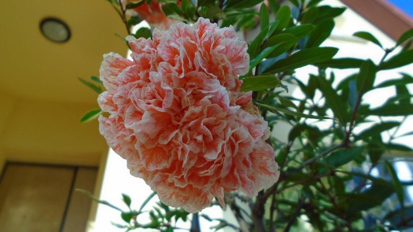 Punica granatum cv. Lagrelliae - r Vara 2020-2021-2022-2023