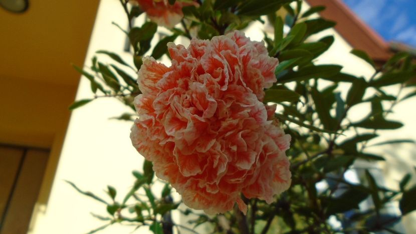 Punica granatum cv. Lagrelliae - r Vara 2020-2021-2022-2023