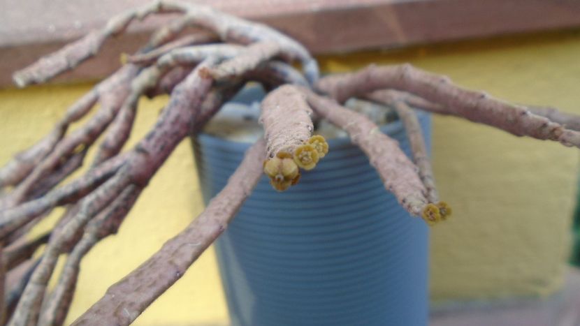 Euphorbia platyclada - Suculente 2020