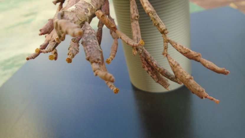 Euphorbia platyclada - Suculente 2020