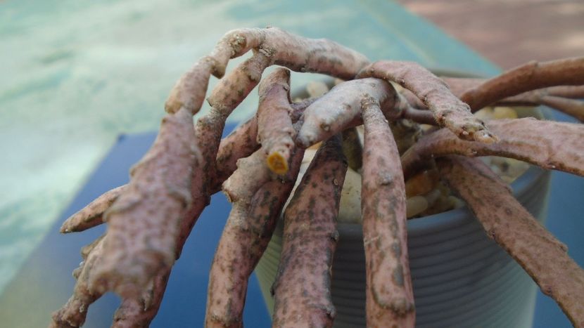 Euphorbia platyclada - Suculente 2020