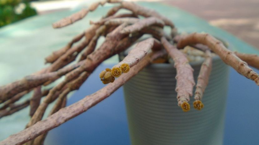 Euphorbia platyclada - Suculente 2020