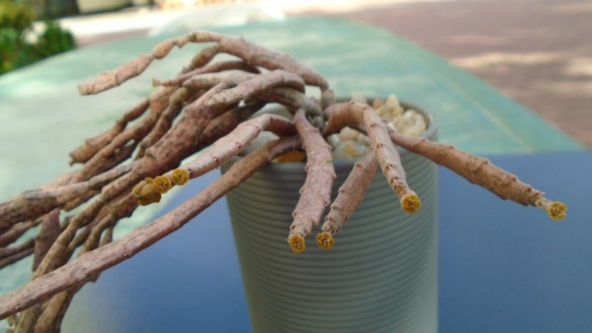 Euphorbia platyclada - Suculente 2020