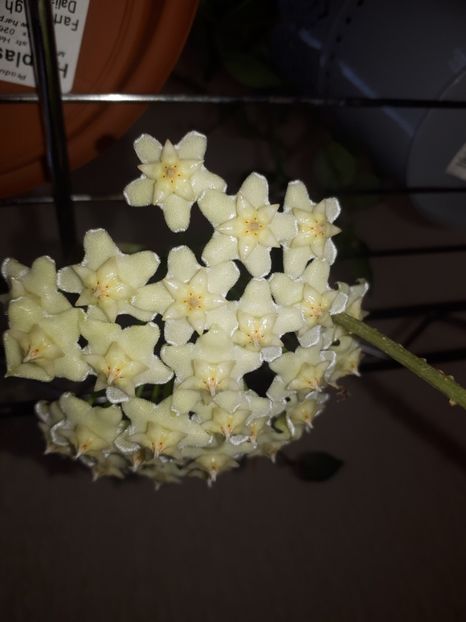 Iulie 2020 - Hoya Celata