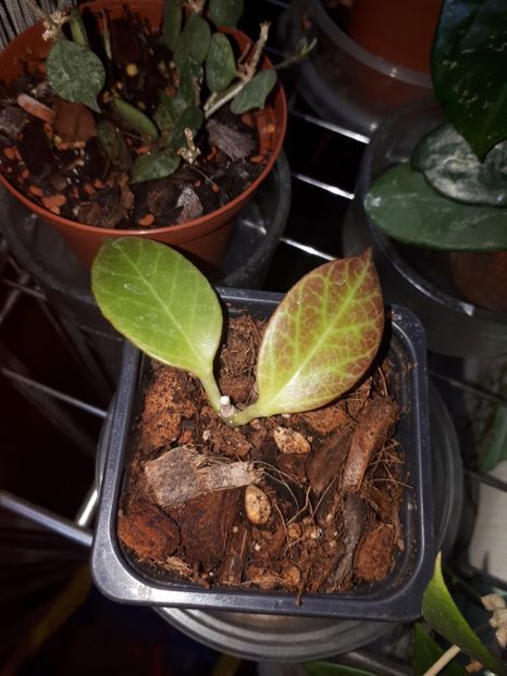 Iulie 2020 - Hoya sunrise