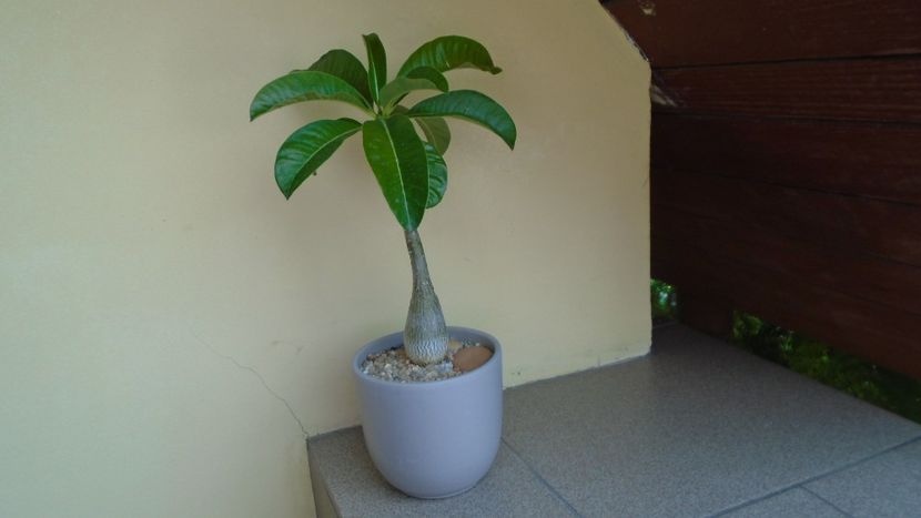 Pachypodium decaryi - Caudiciforme - pachycaule si bulboase 2020