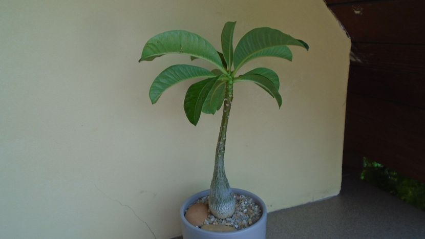 Pachypodium decaryi - Caudiciforme - pachycaule si bulboase 2020