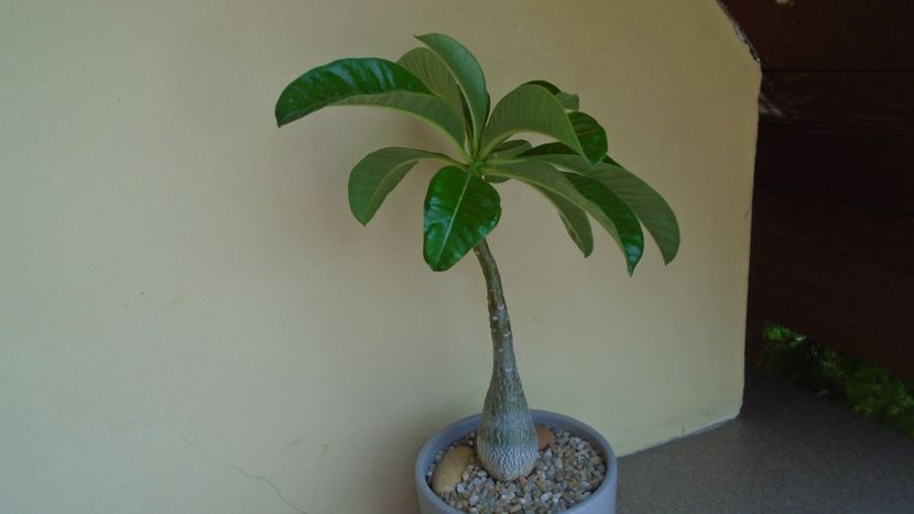 Pachypodium decaryi - Caudiciforme - pachycaule si bulboase 2020