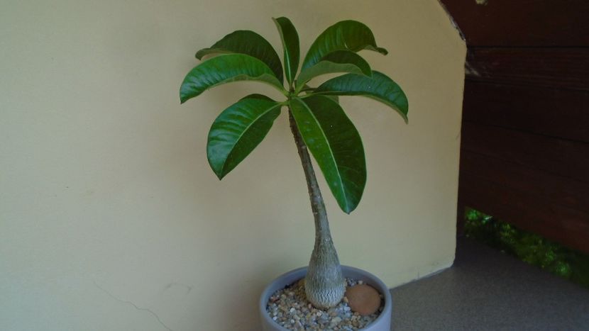 Pachypodium decaryi - Caudiciforme - pachycaule si bulboase 2020
